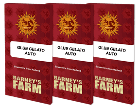 Glue Gelato auto (3) Barney Farm Seeds